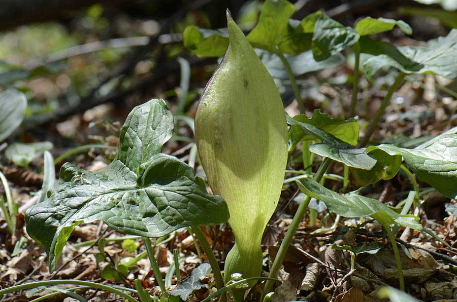 Arum maculatum / Gigaro scuro